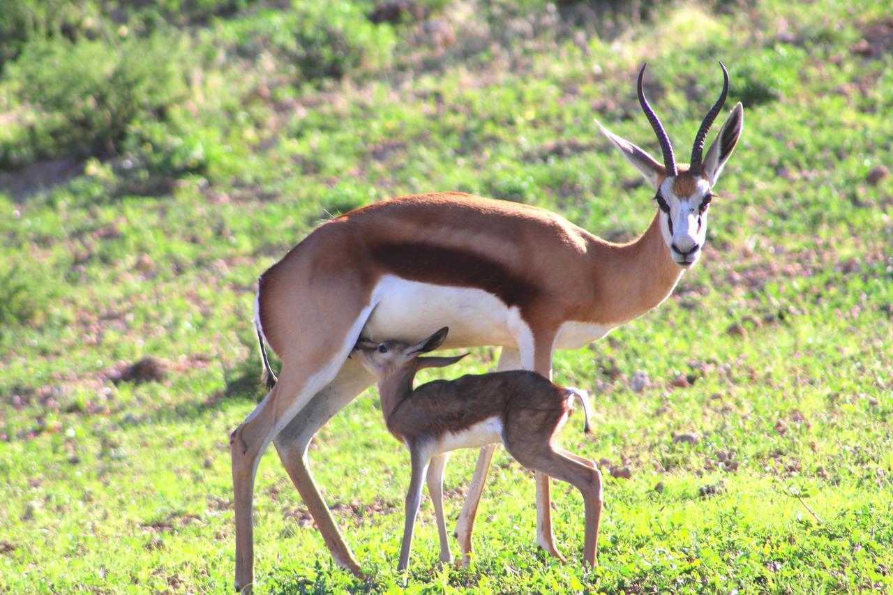 Kgalagadi Lodge Askham Экстерьер фото