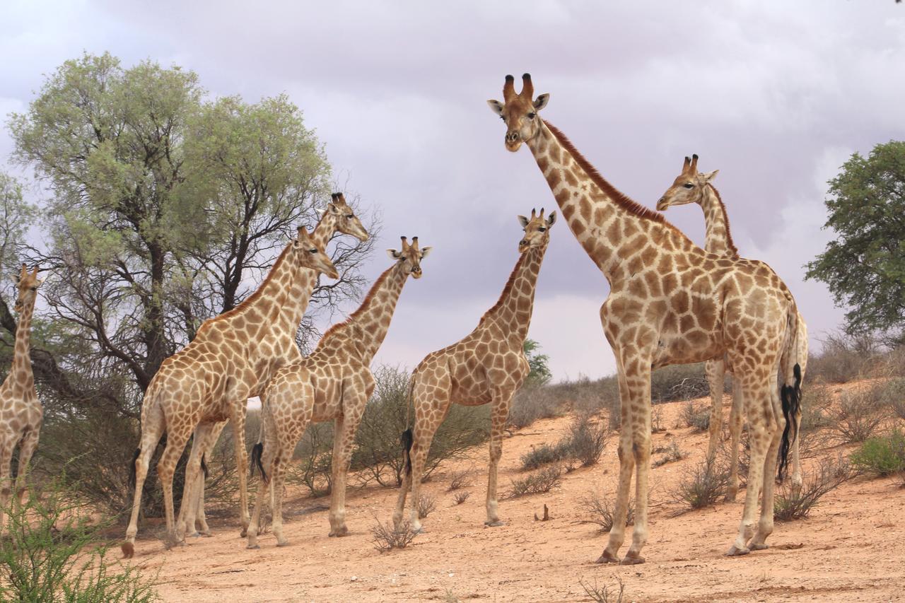 Kgalagadi Lodge Askham Экстерьер фото