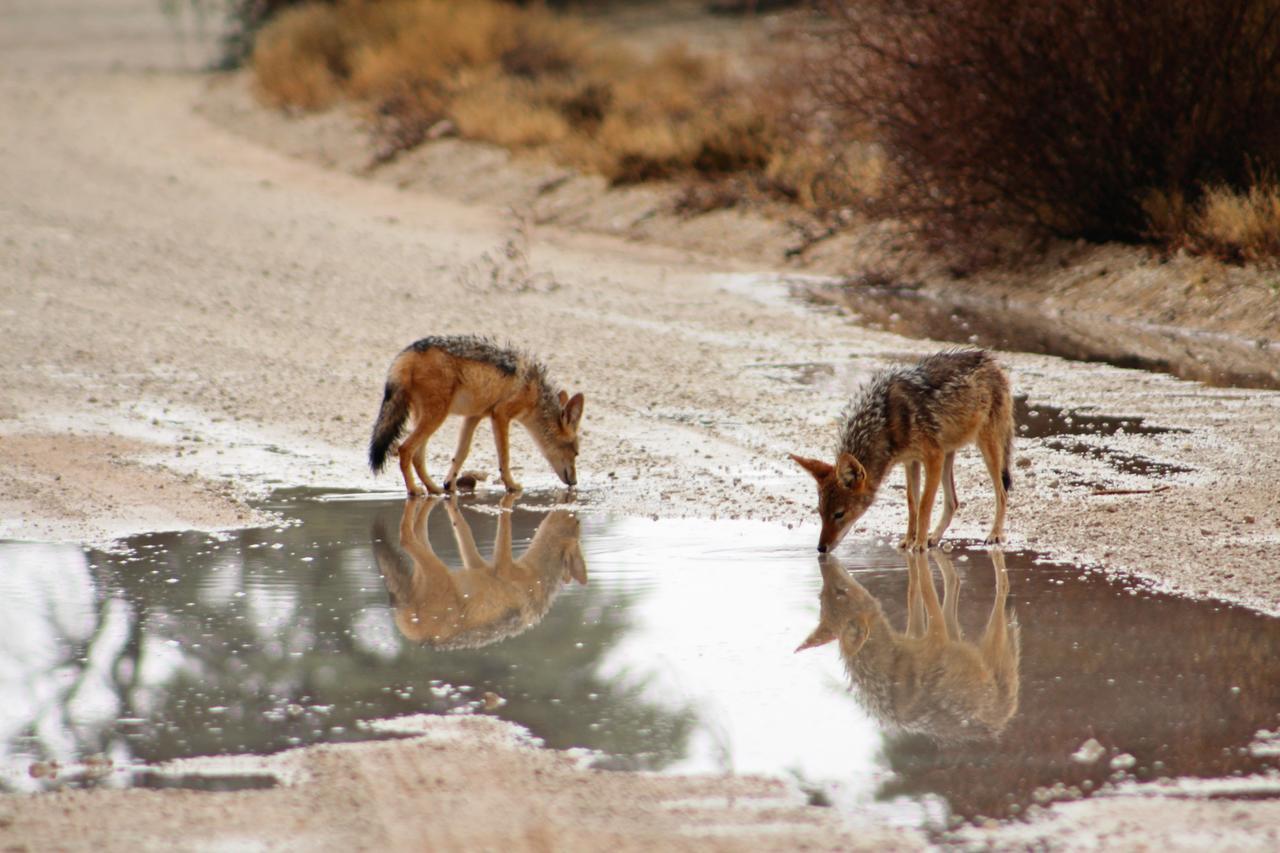 Kgalagadi Lodge Askham Экстерьер фото